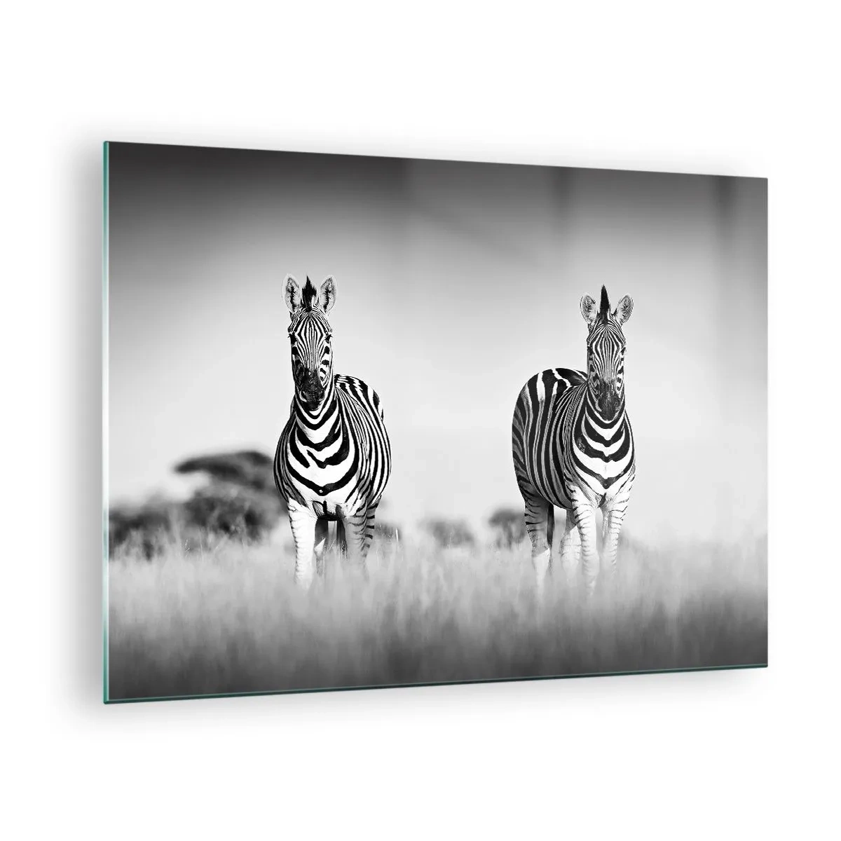 Glass picture - A pair of zebras in a black and white grass background, depicted in their natural habitat. - 70x50cm - After All the World is Black and White - Modern wall decoration for the living room and bedroom ARTTOR