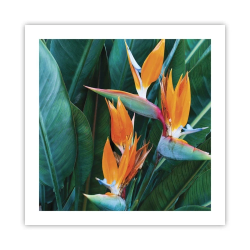 Poster - Is It a Flower or a Bird? - 50x50 cm