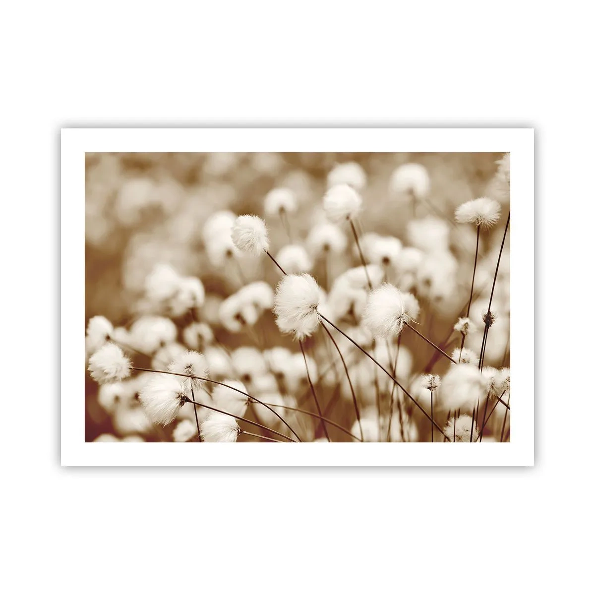 Poster - Fluffy field - 70x50 cm