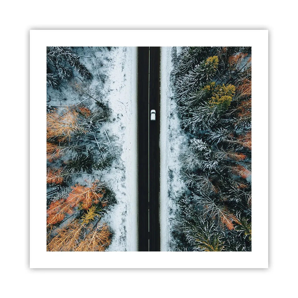 Poster - Through a Wintery Forest - 50x50 cm