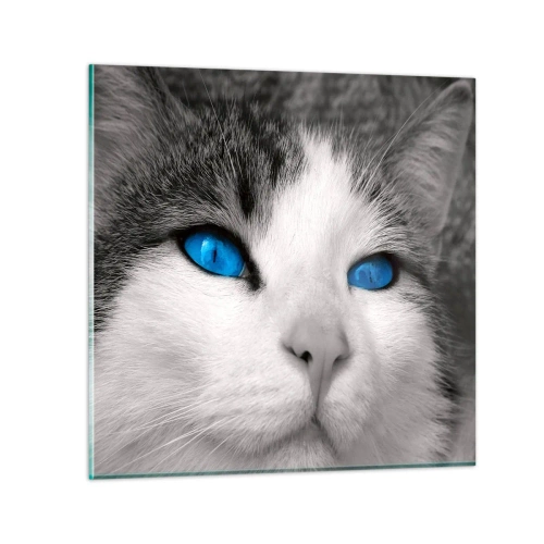 Glass picture - Extremely Blue-eyed - 60x60 cm
