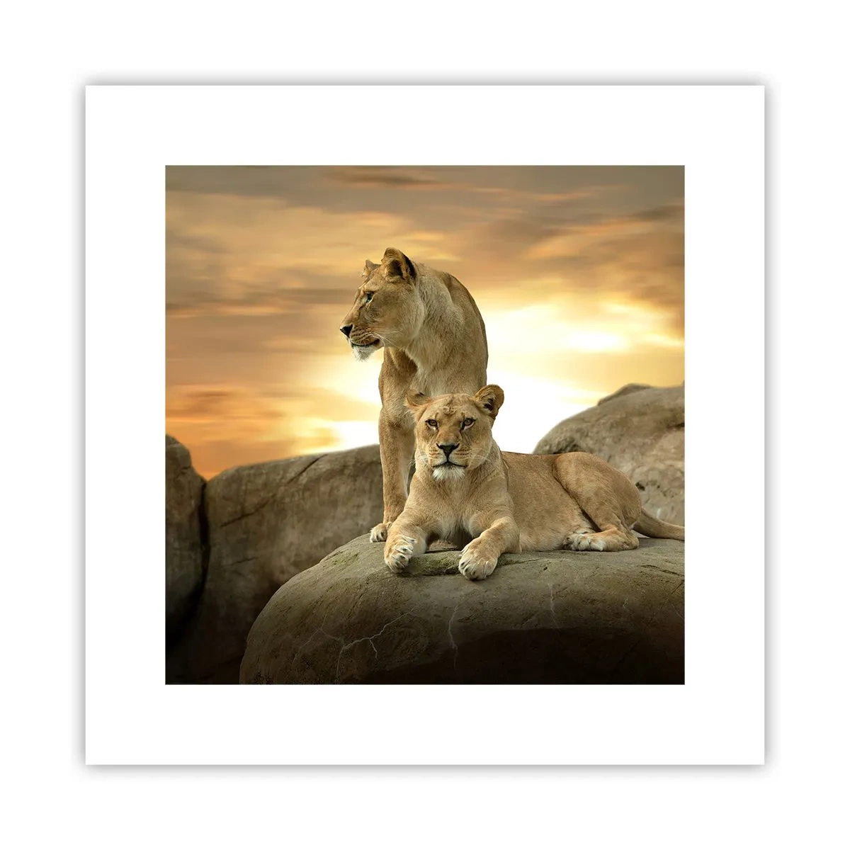 Poster - Royal Majesty - 30x30 cm