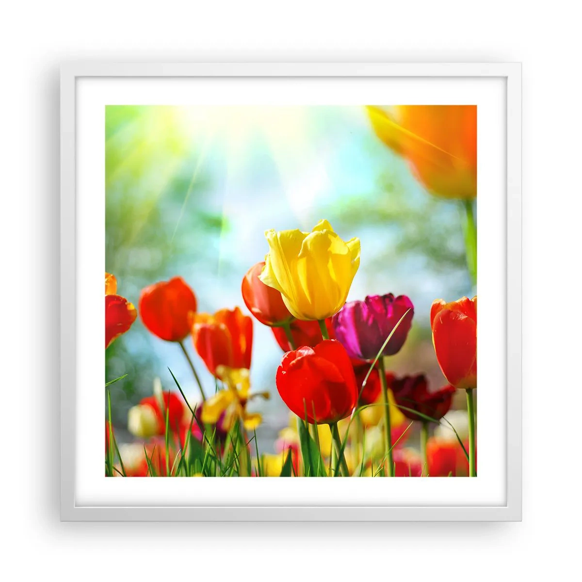 Poster in white frmae - All Colours of the Sun - 50x50 cm