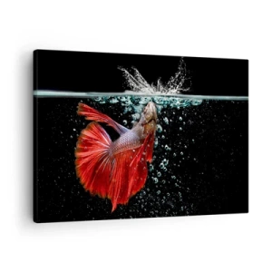 Canvas picture - A magnificent betta in the water against a dark background - 70x50cm - You Have Three Wishes - Modern wall decoration for the living room and bedroom ARTTOR