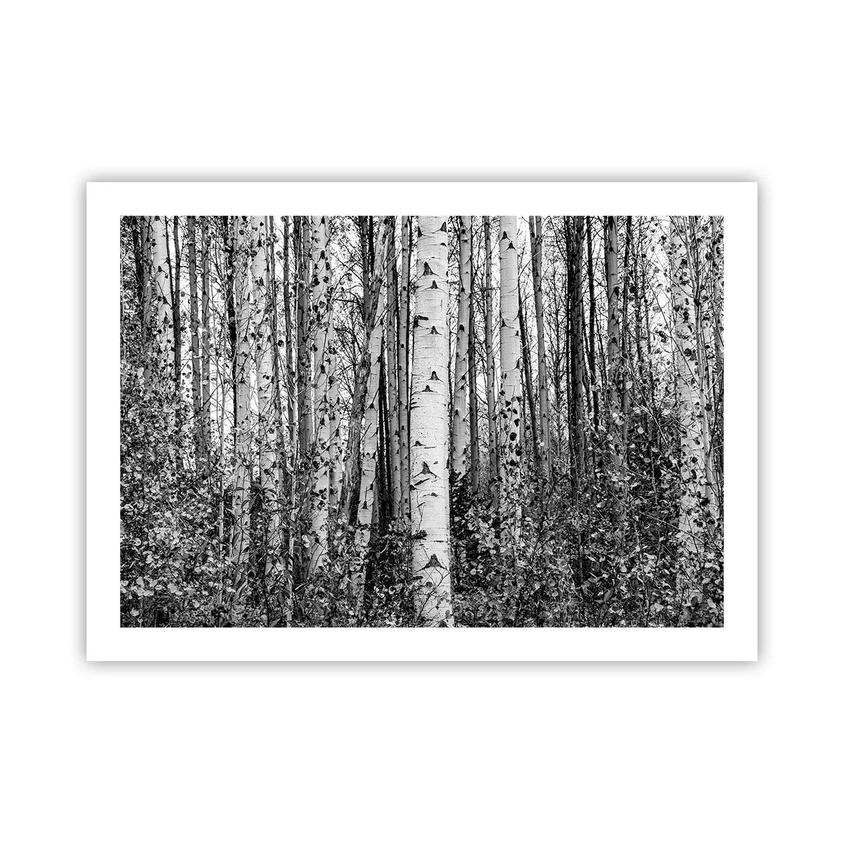 Poster - Birch Colonnade - 70x50 cm