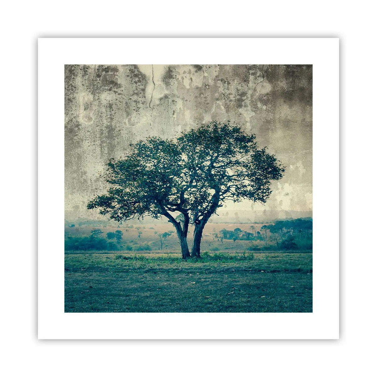 Poster - Apple Tree in Blue? - 40x40 cm