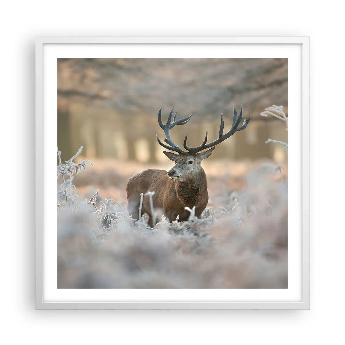 Poster in white frmae - Chilly Morning - 60x60 cm