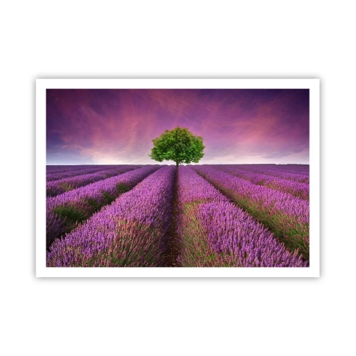 Poster - In the Fields of Lavender - 100x70 cm
