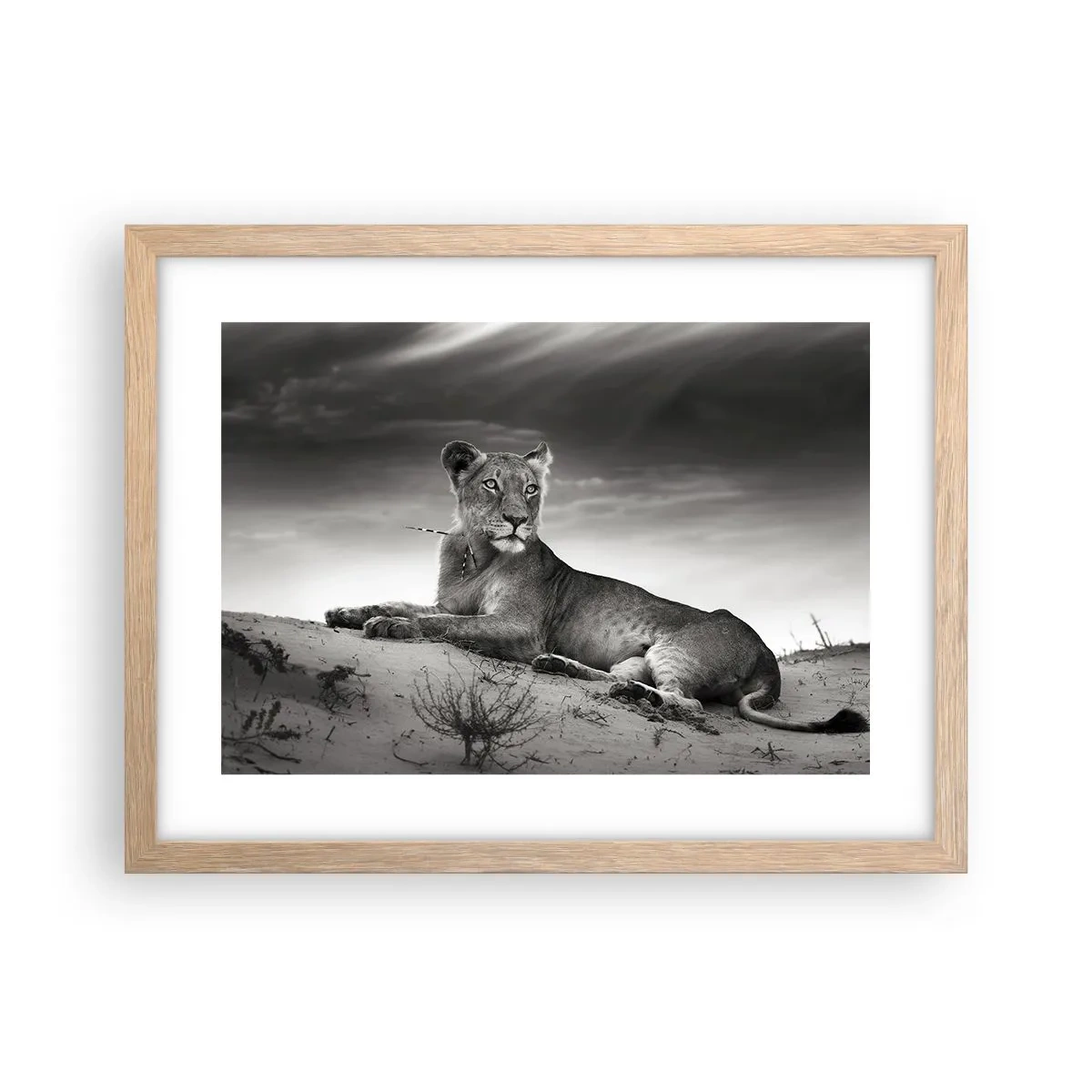 Poster in light oak frame - Queen of Desert Is Resting - 40x30 cm