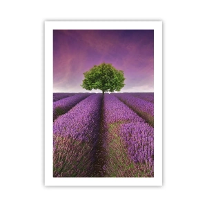 Poster - In the Fields of Lavender - 50x70 cm