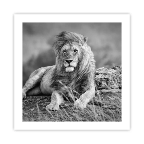 Poster - Royal Siesta - 50x50 cm