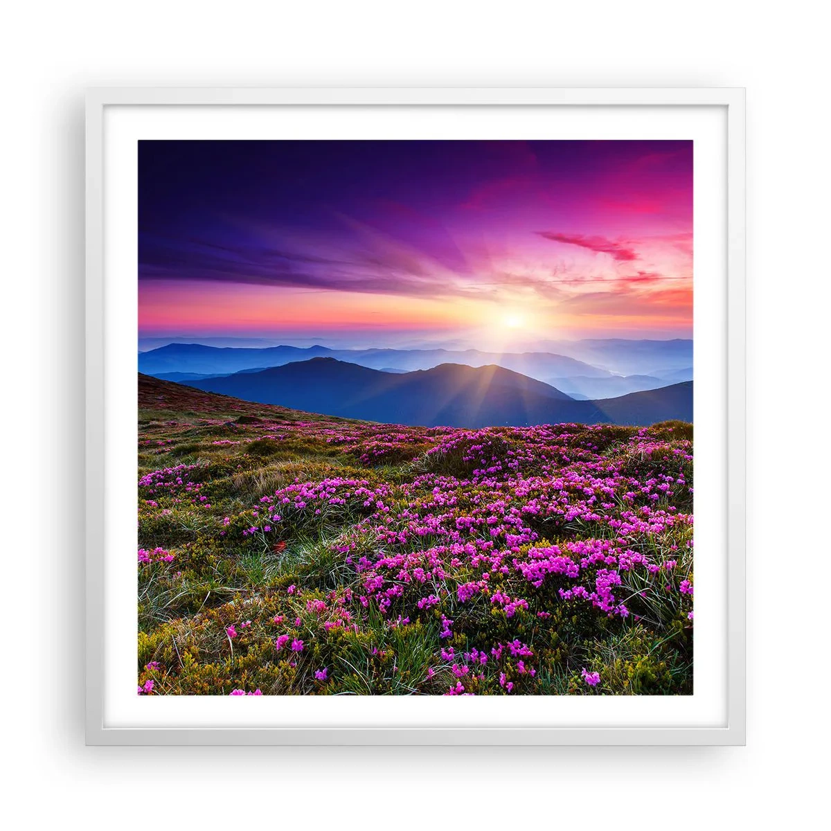 Poster in white frmae - Smells Strongly of Herbs - 60x60 cm