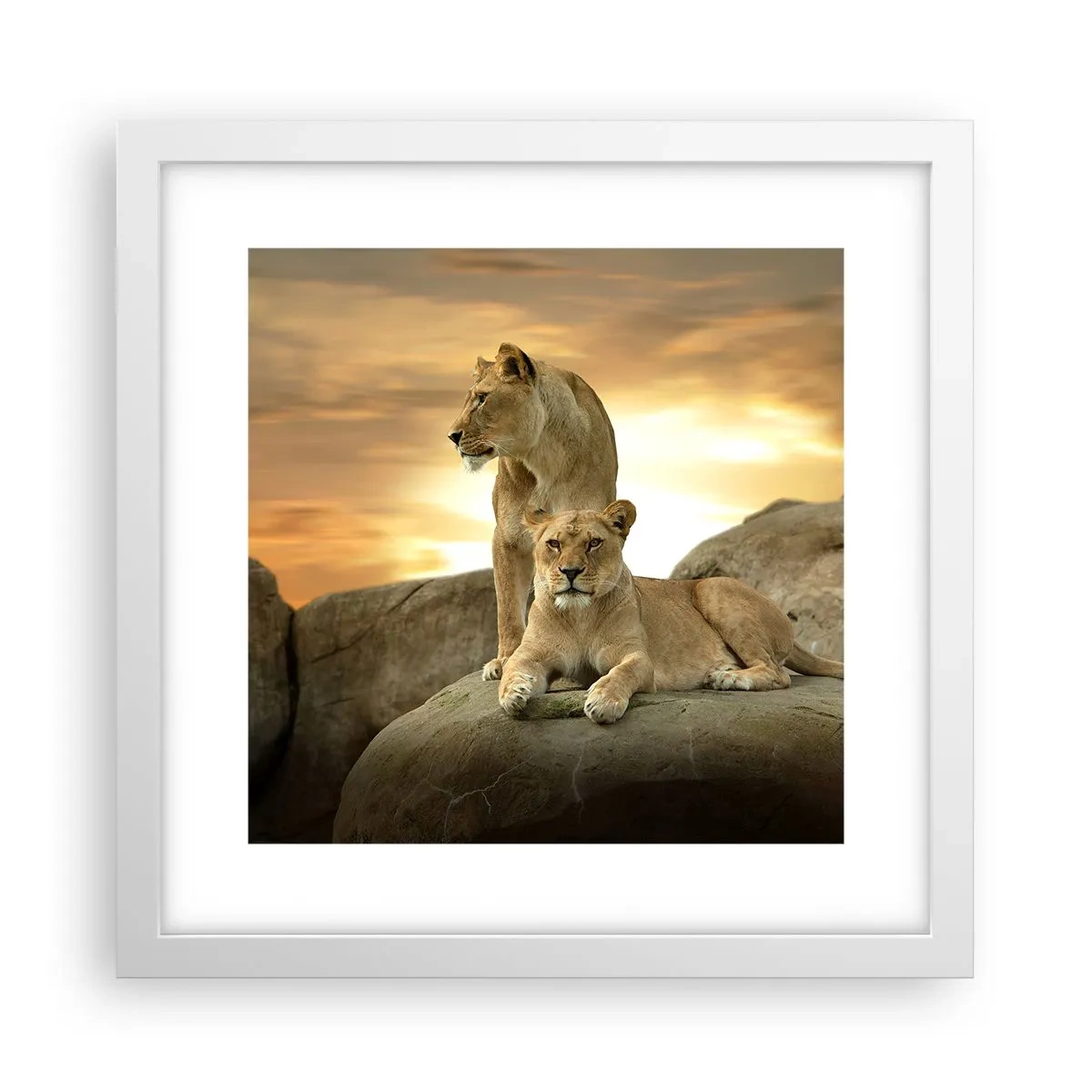 Poster in white frmae - Royal Majesty - 30x30 cm