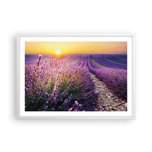 Poster in white frmae - Fragrant Field - 70x50 cm