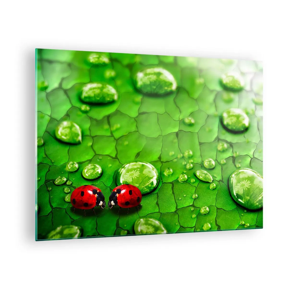 Glass picture - Two ladybugs on a green leaf with water drops - 70x50cm - Encounter in Green - Modern wall decoration for the living room and bedroom ARTTOR