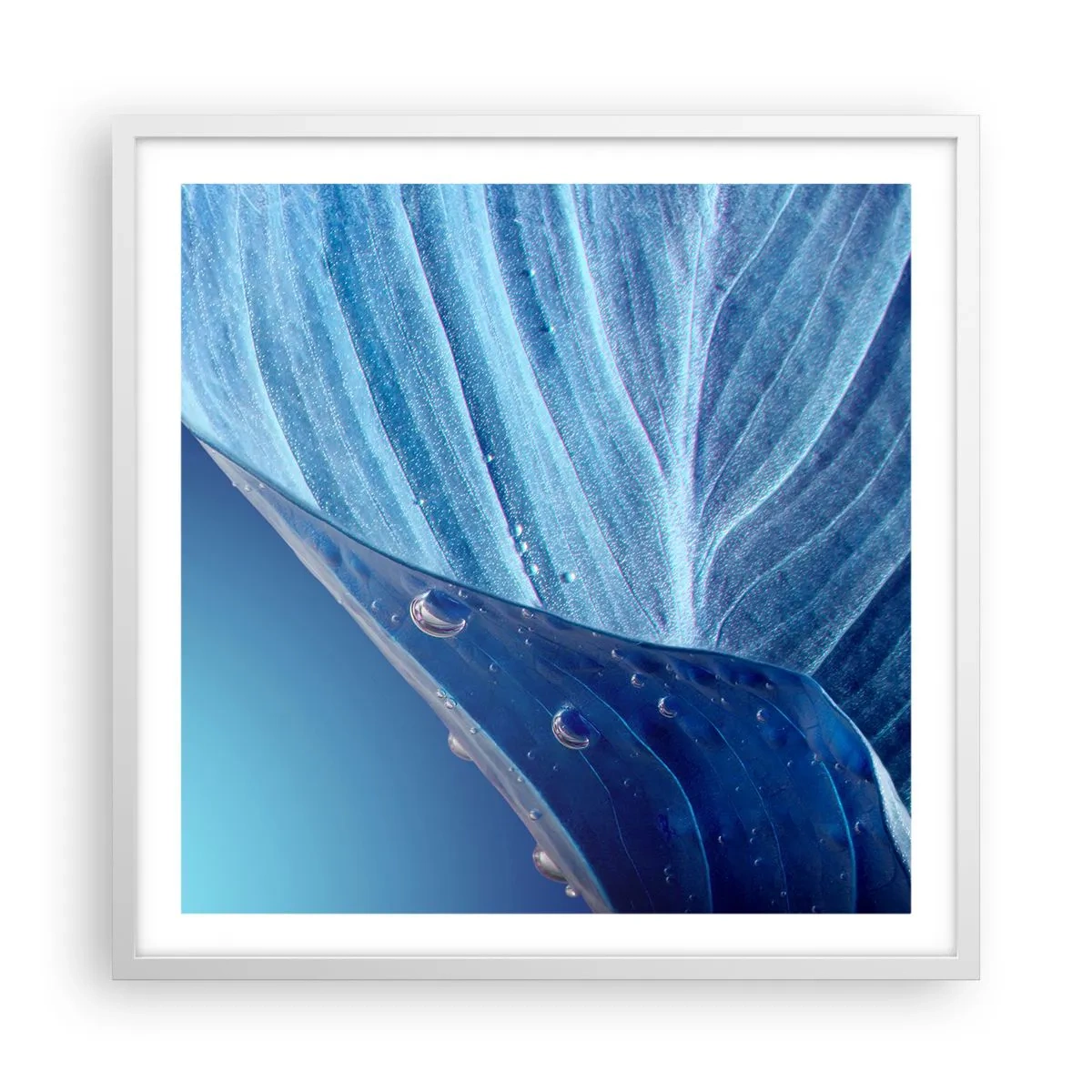 Poster in white frmae - Hidden Drops of Blue - 60x60 cm