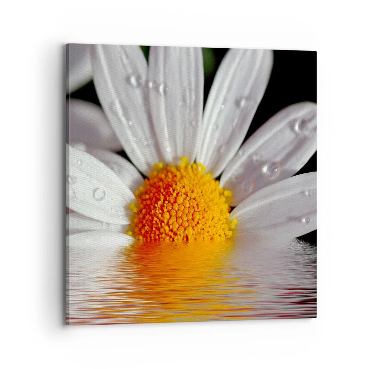 Canvas picture - Sunrise of a Daisy - 70x70 cm