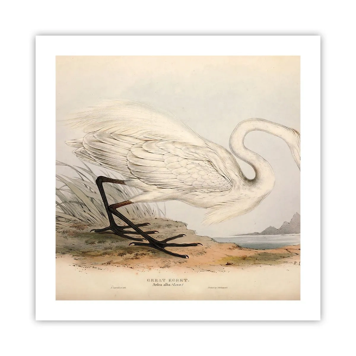 Poster - Lady on the Marsh - 50x50 cm