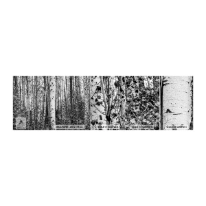 Photo Wallpaper Sample Standard Eco - Birch Colonnade - Forest, Birch, Nature - 100x30 cm