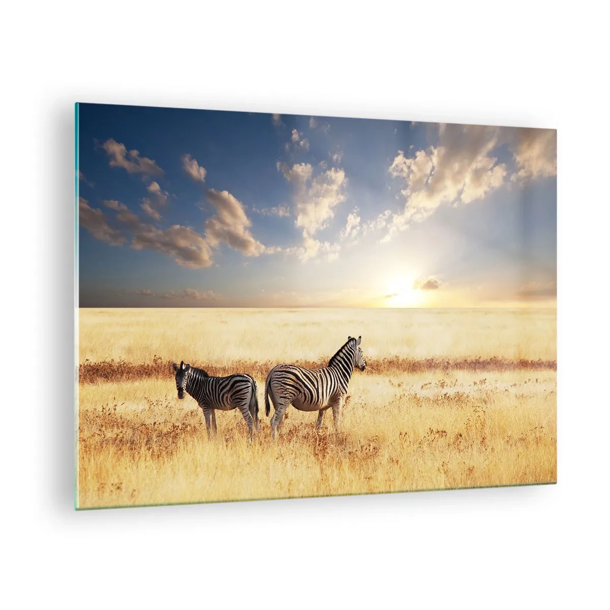 Glass picture - Two zebras in the savannah at sunset - 70x50cm - Go away, Don't Disturb - Modern wall decoration for the living room and bedroom ARTTOR