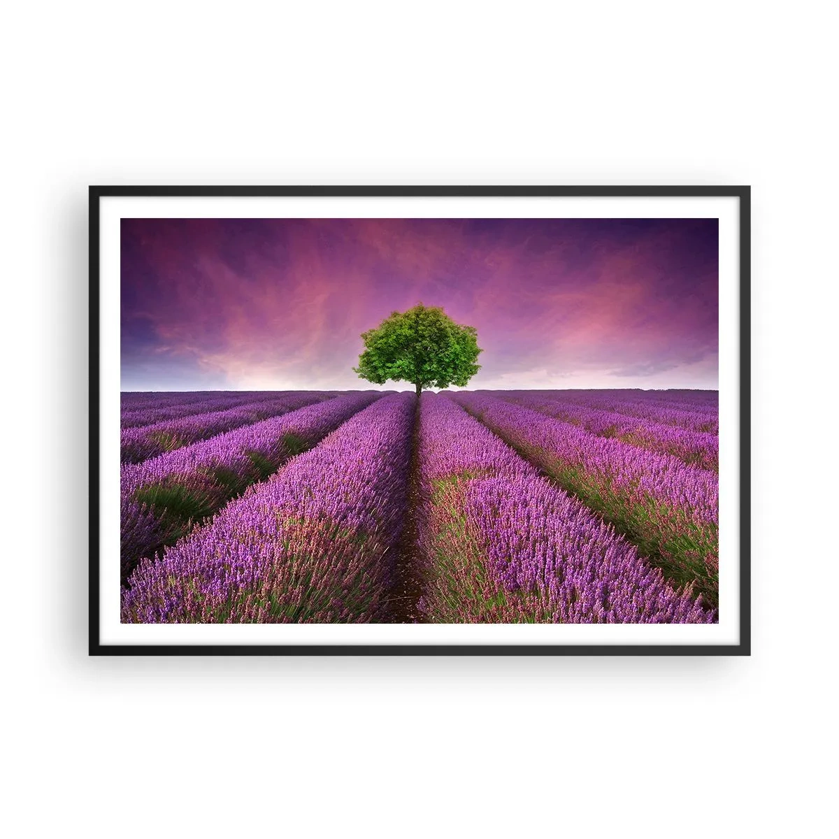 Poster in black frame - In the Fields of Lavender - 100x70 cm