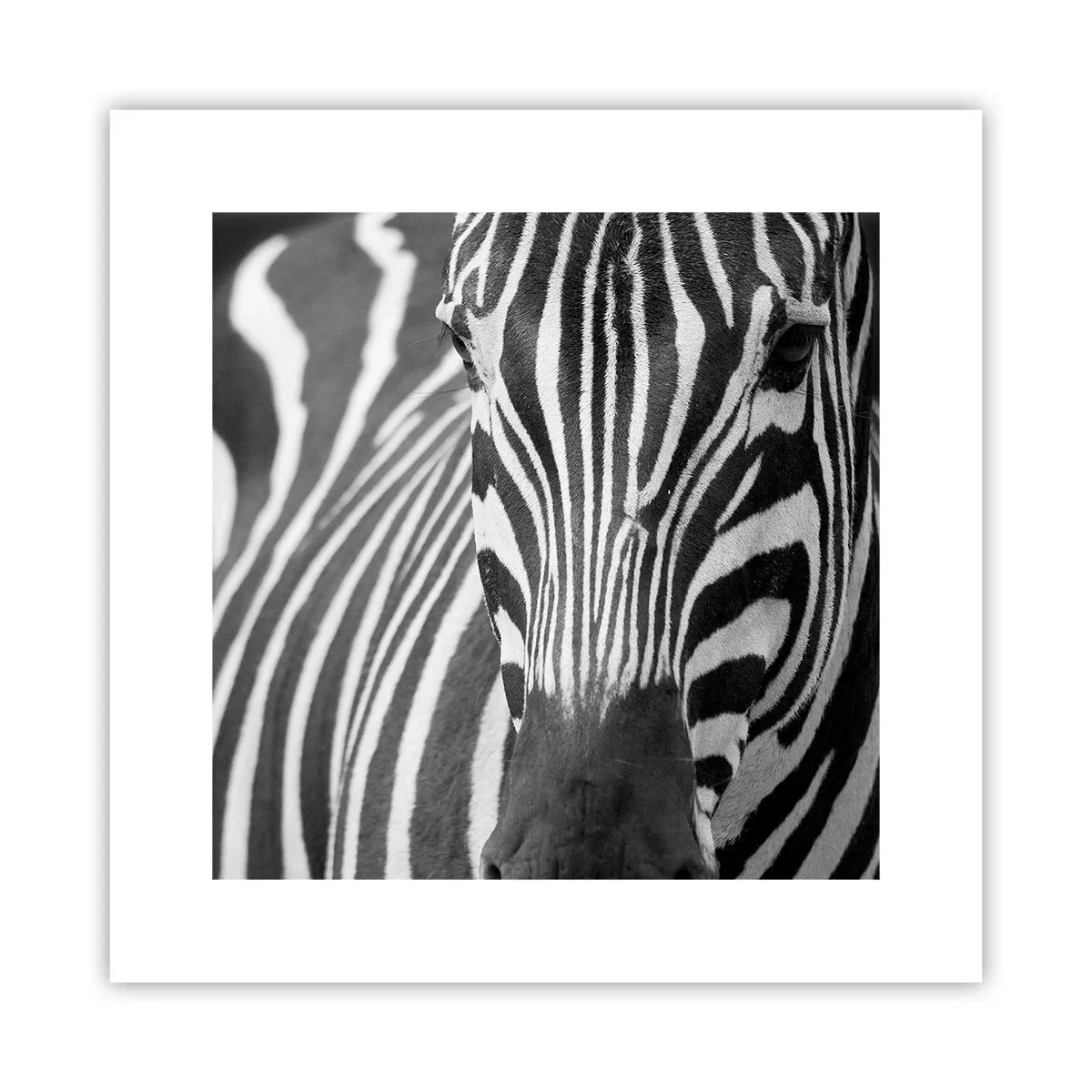 Poster - World Is Black and White - 30x30 cm