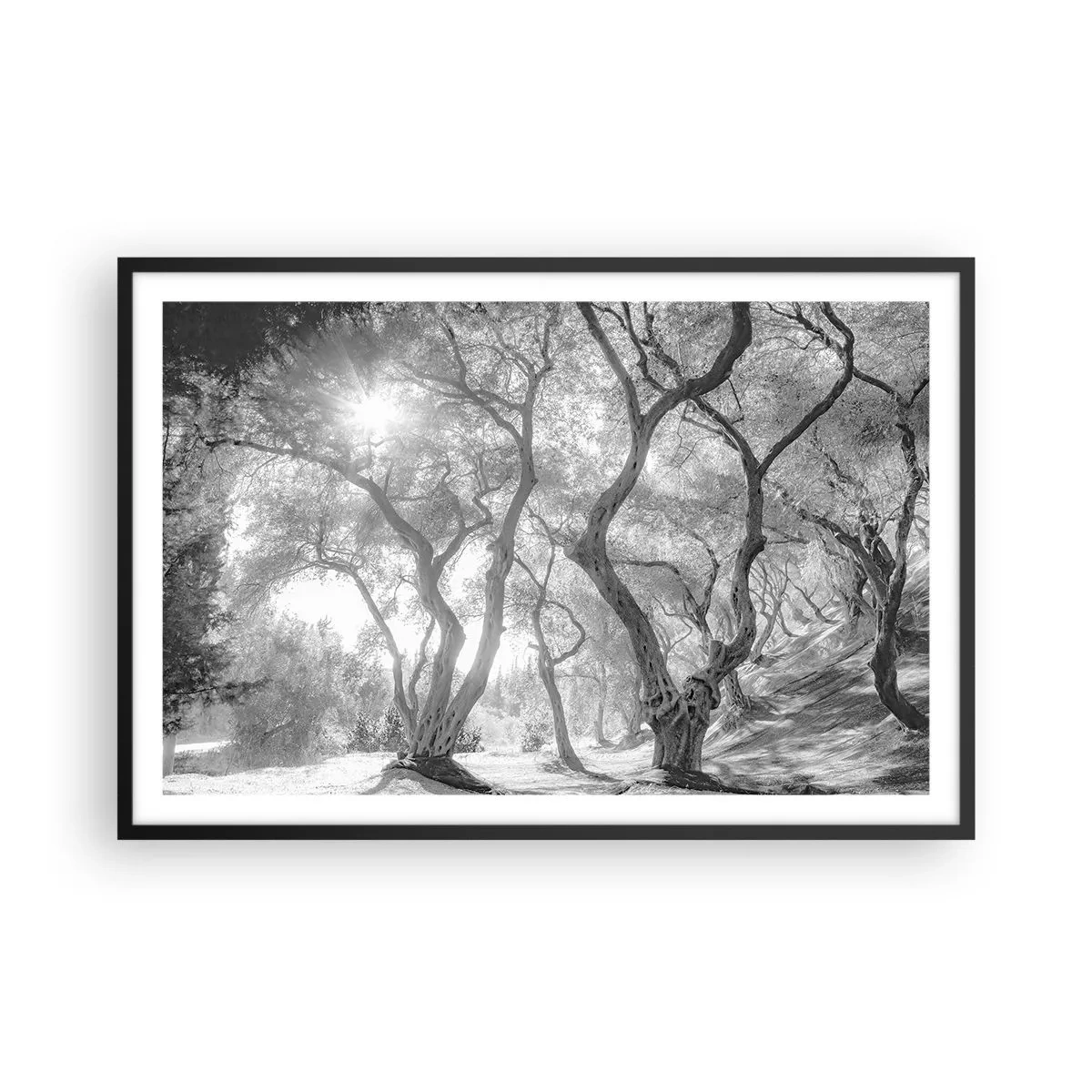 Poster in black frame - In an Olive Grove - 91x61 cm