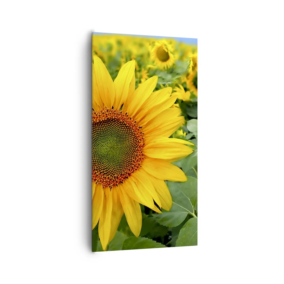 Canvas picture - Hundreds of the Suns - 65x120 cm