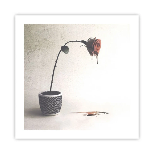 Poster - Rosa Dolorosa - 50x50 cm