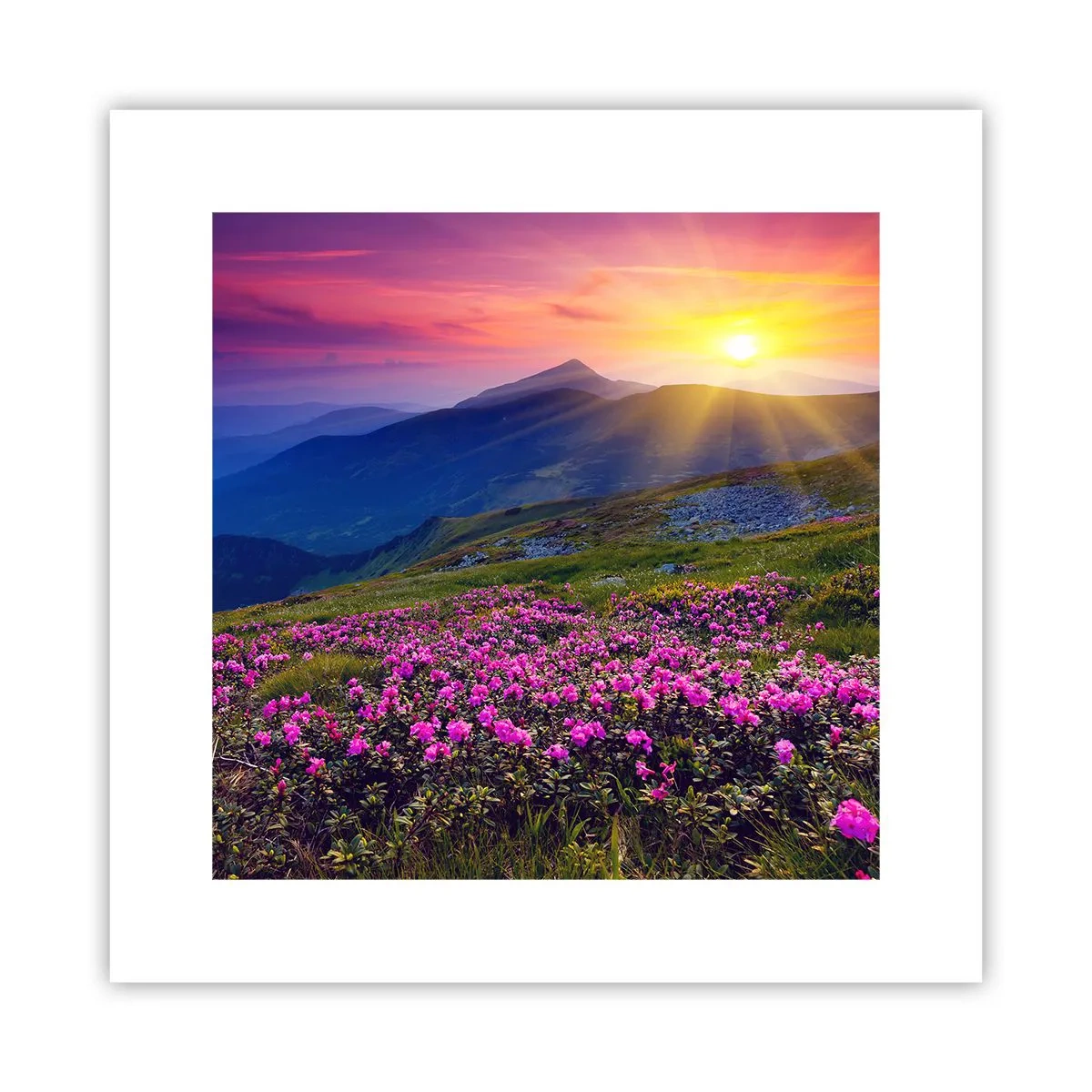 Poster - Surrounded by Mountain Pine and Herbs - 30x30 cm