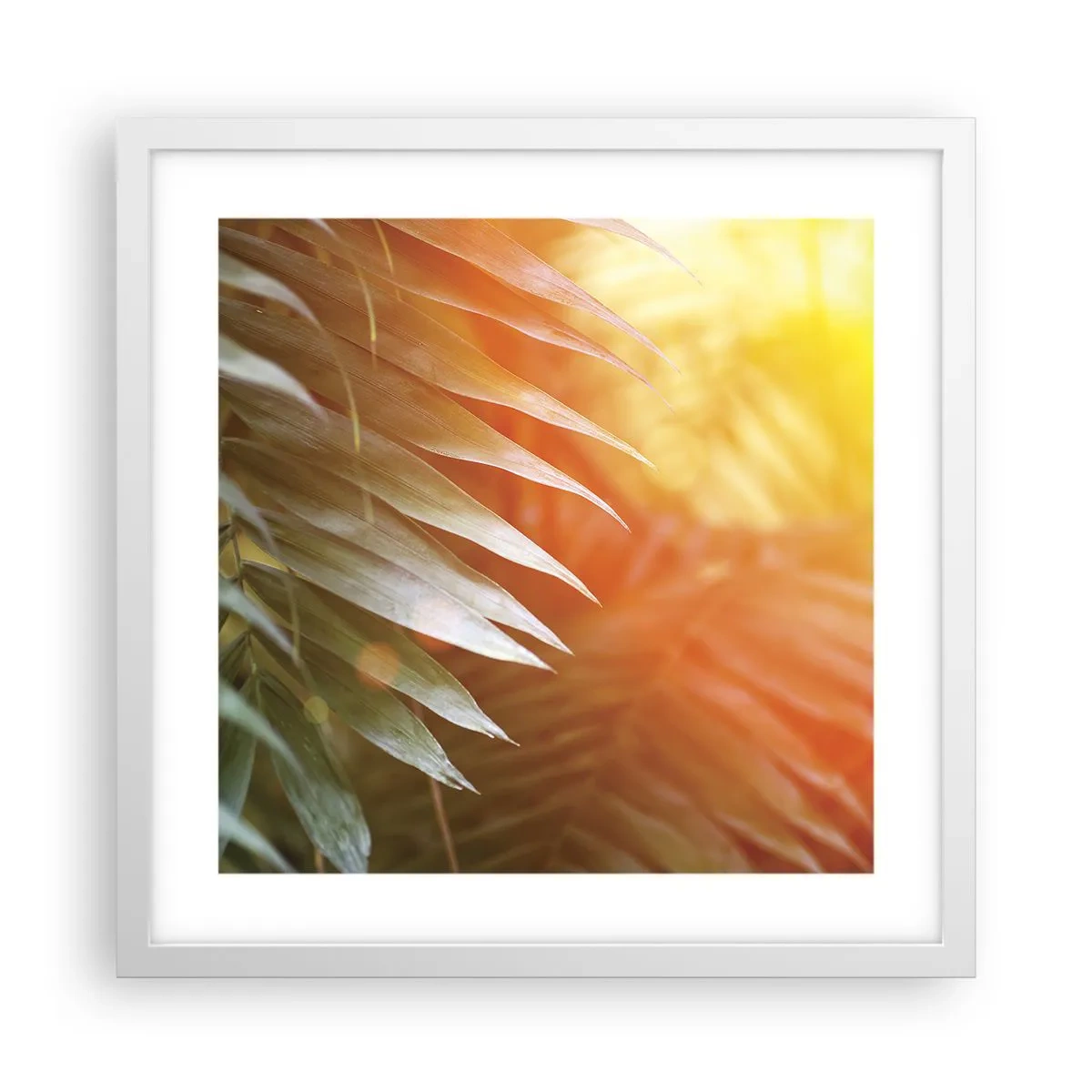 Poster in white frmae - Morning in the Jungle - 40x40 cm