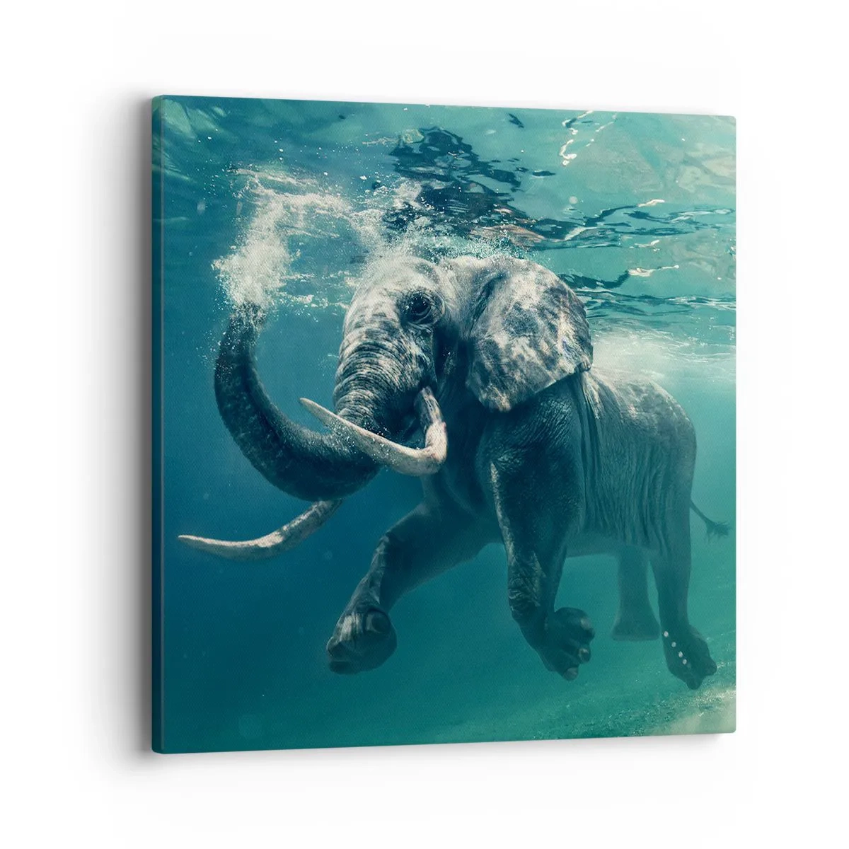 Canvas picture - Everyone Likes to Swim - 40x40 cm