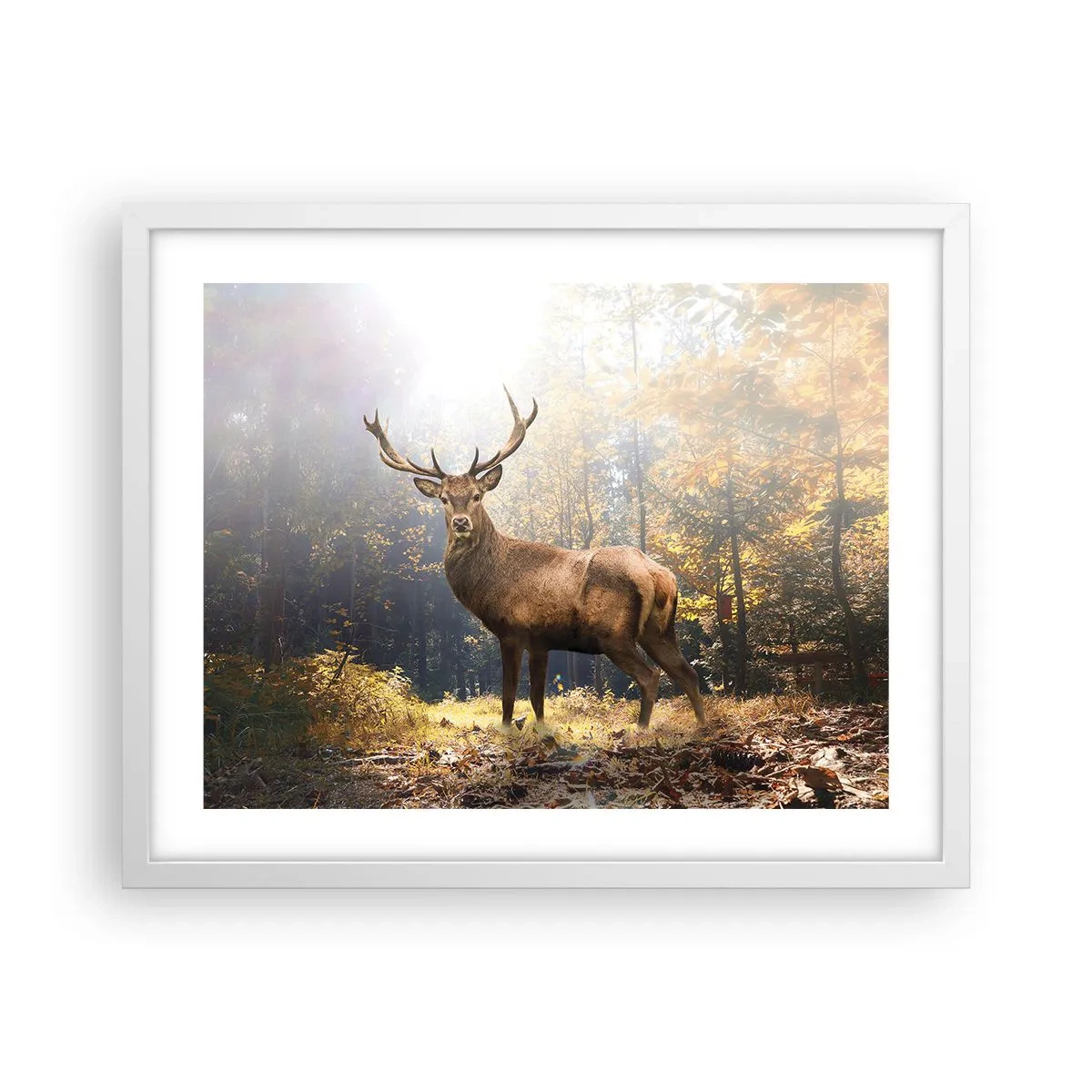Poster in white frmae - In Full Majesty - 50x40 cm