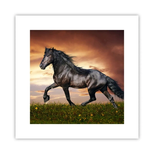 Poster - Black Prince - 30x30 cm