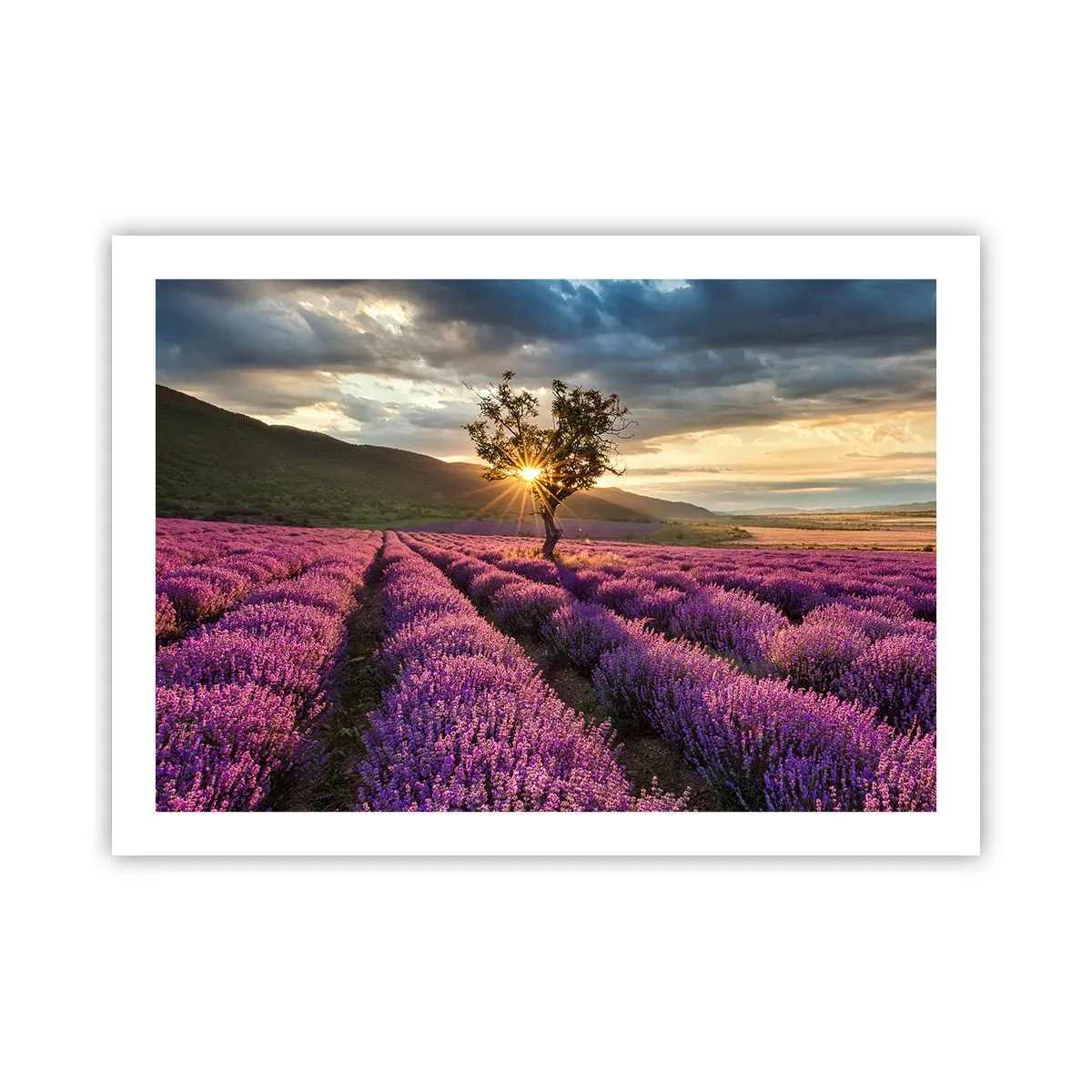 Poster - Lilac Coloured Aroma - 70x50 cm