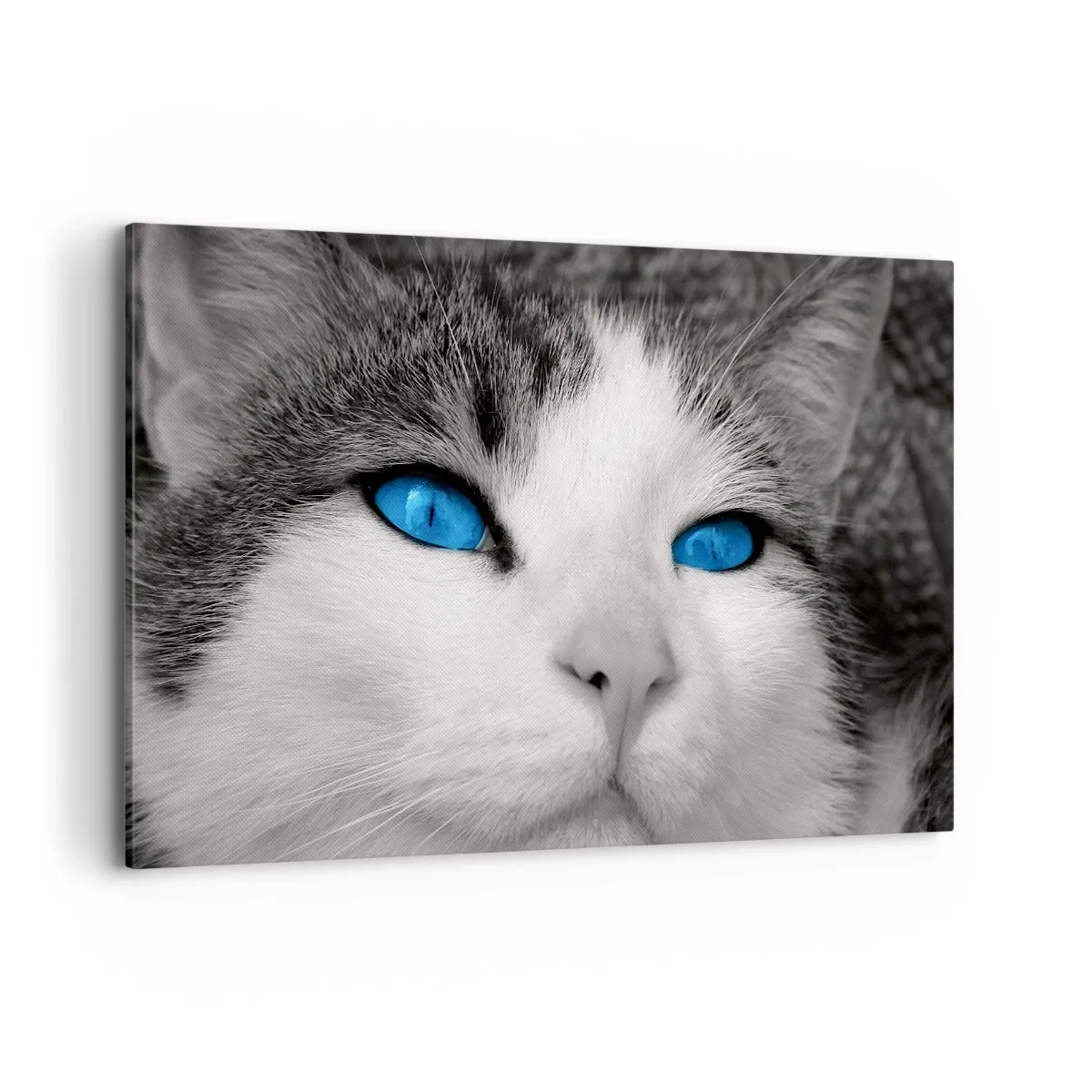Canvas picture - Extremely Blue-eyed - 120x80 cm
