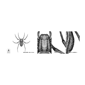 Photo Wallpaper Sample Self-Adhesive Deluxe Sticker - Disturbing Precision - Spider, Insect, Minimalistic - 100x30 cm