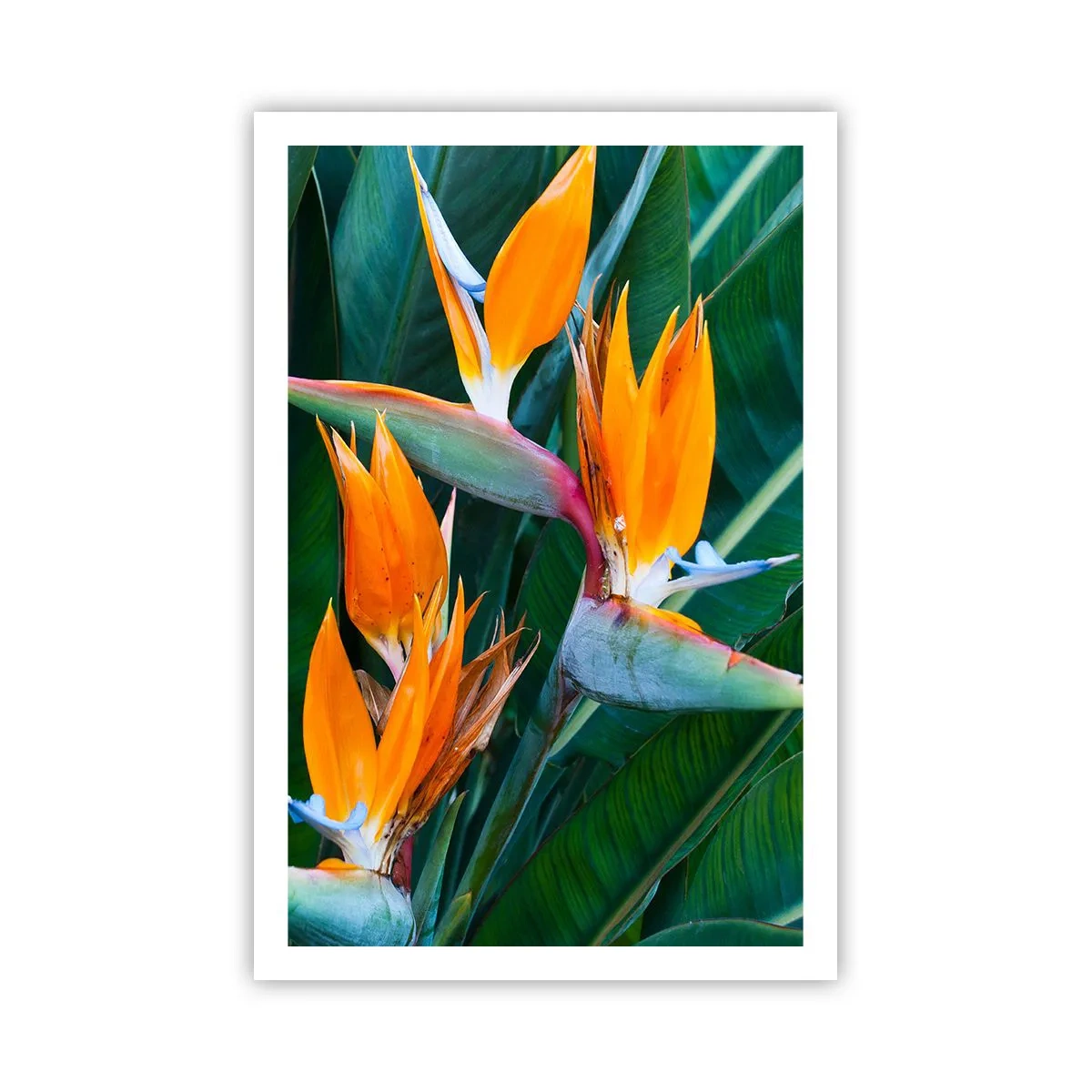 Poster - Is It a Flower or a Bird? - 61x91 cm