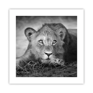 Poster - Royal Puppy - 40x40 cm