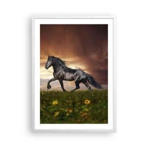 Poster in white frmae - Black Prince - 50x70 cm
