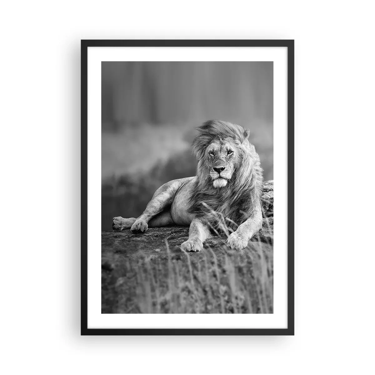 Poster in black frame - Black and white portrait of a majestic lion against the background of the savannah - 50x70cm - Royal Siesta - Modern wall decoration for the living room and bedroom ARTTOR