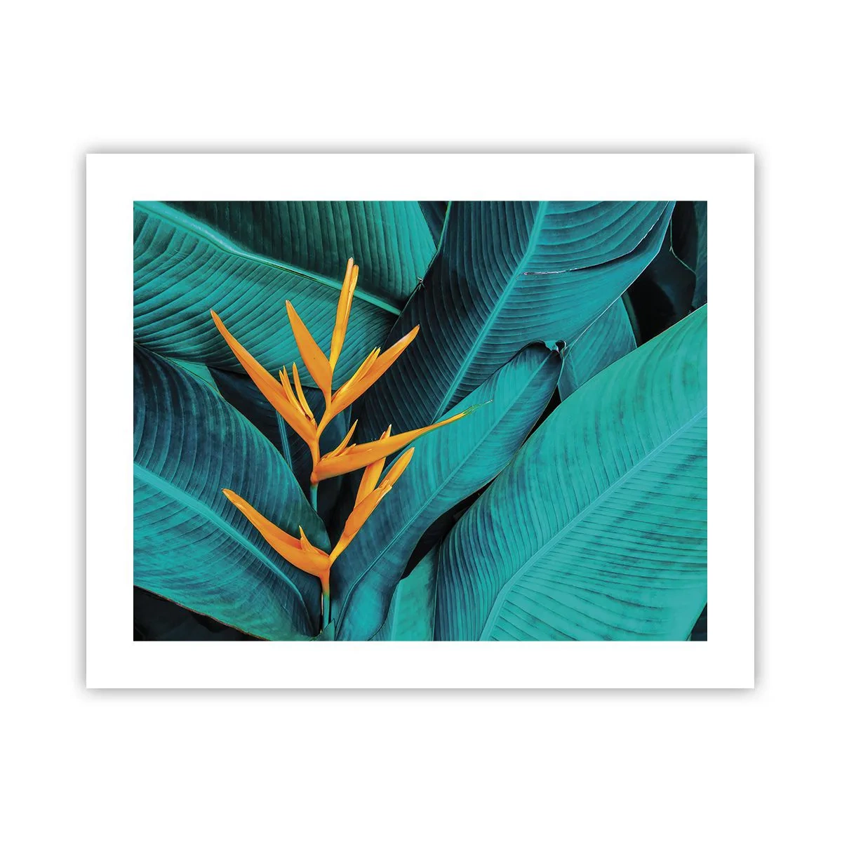 Poster - Flower of Eden - 50x40 cm