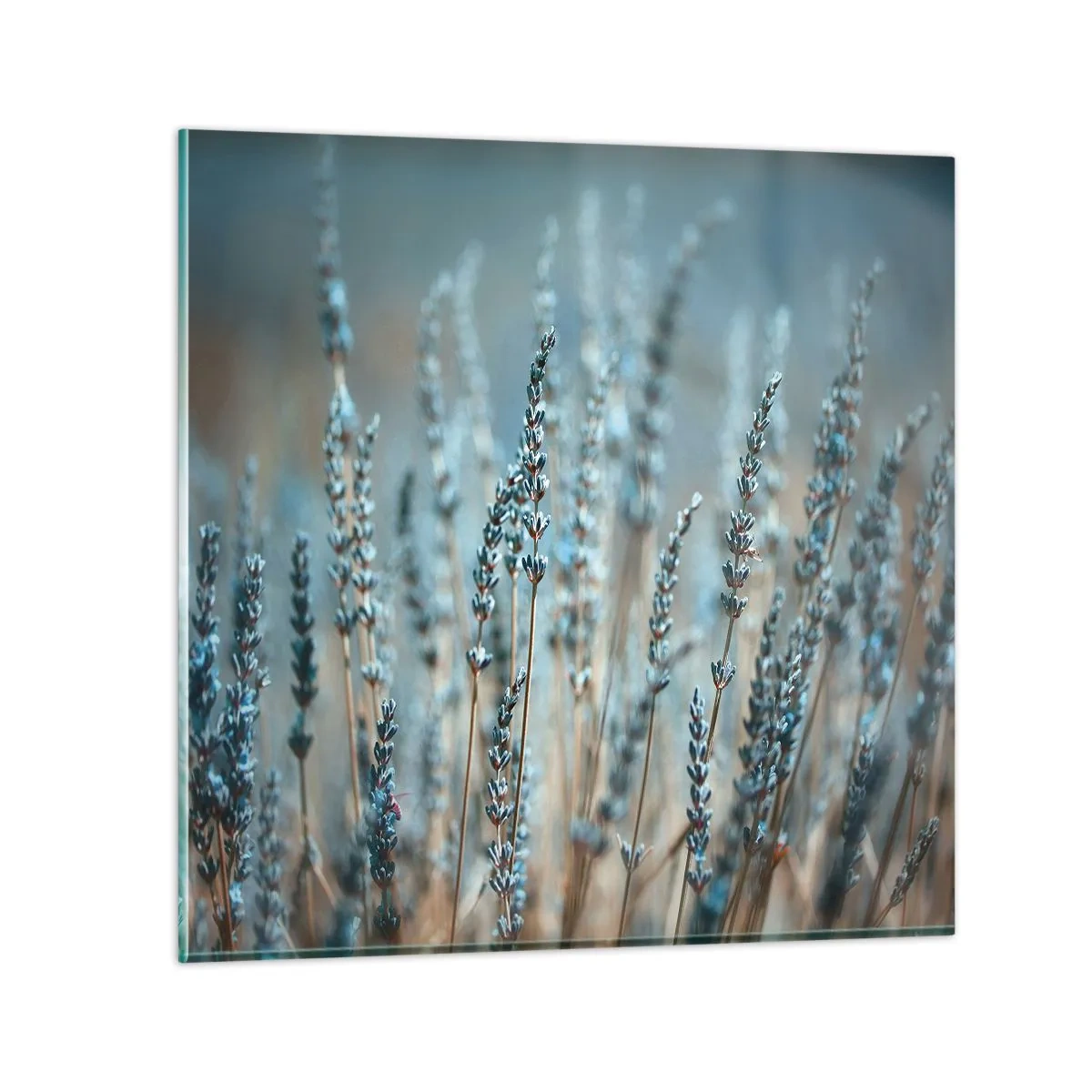Glass picture - Fragrant Grass - 40x40 cm