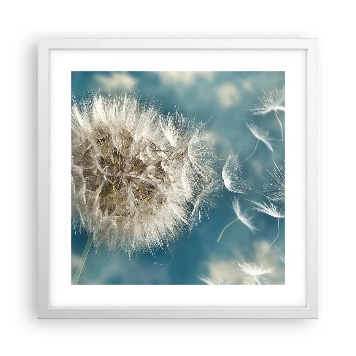 Poster in white frmae - Breath of an Angel - 40x40 cm