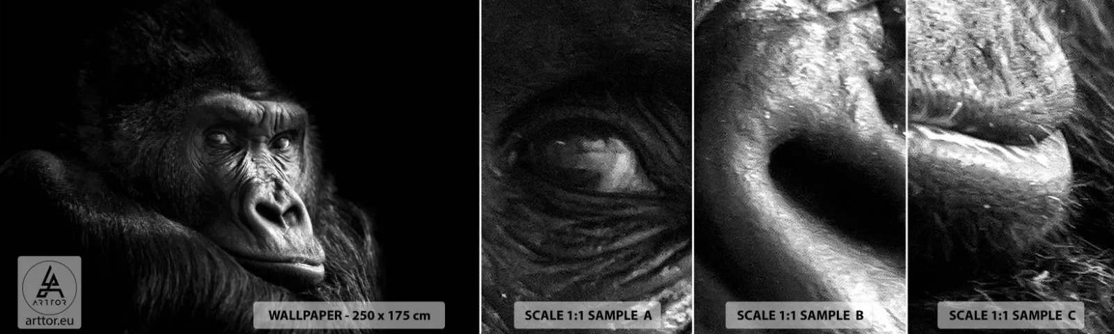 Photo Wallpaper Sample Standard Eco - What Are You Looking At? - Monkey, Gorilla, Animals - 100x30 cm