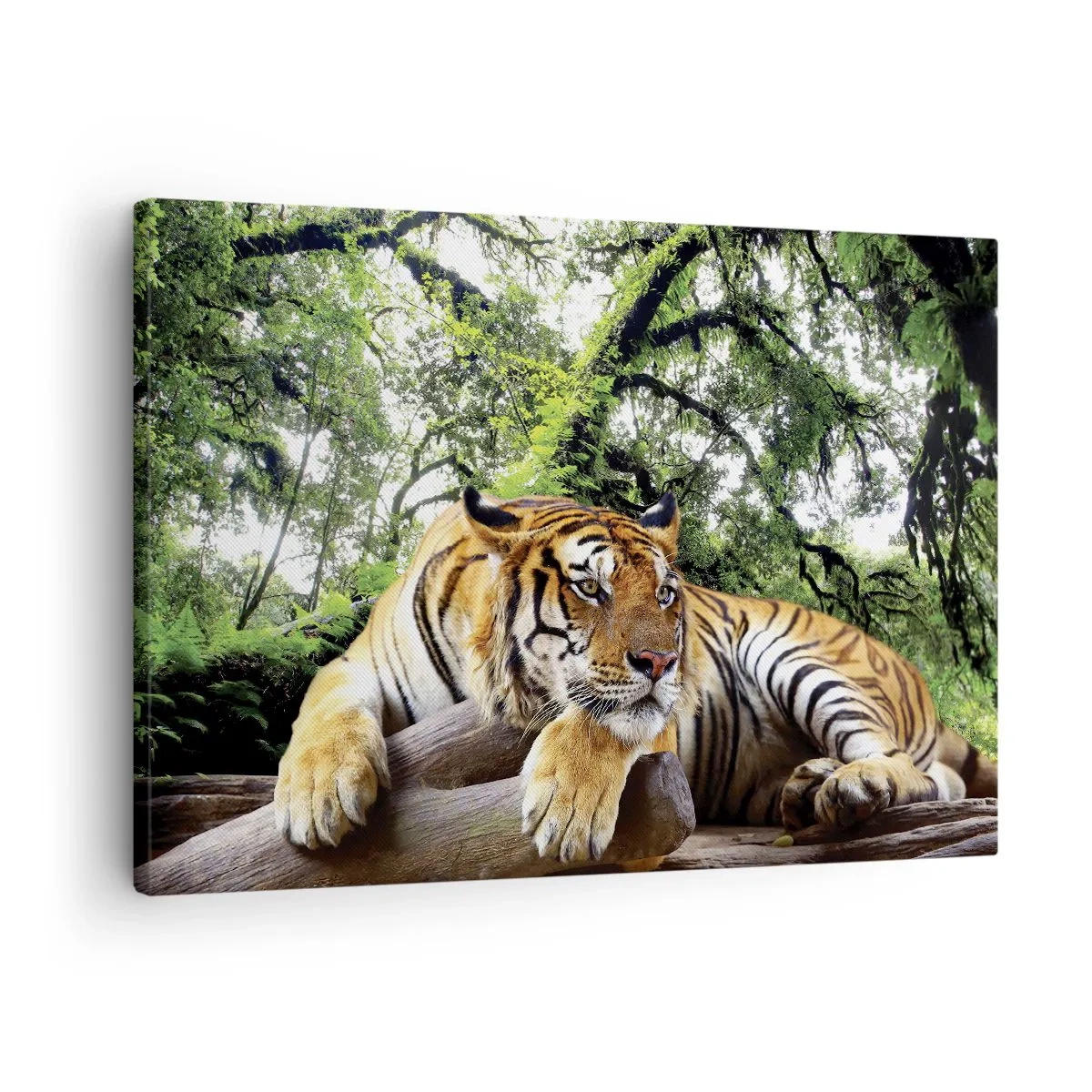 Canvas picture - tiger resting in a tropical forest - 70x50cm - Best Regards - Modern wall decoration for the living room and bedroom ARTTOR