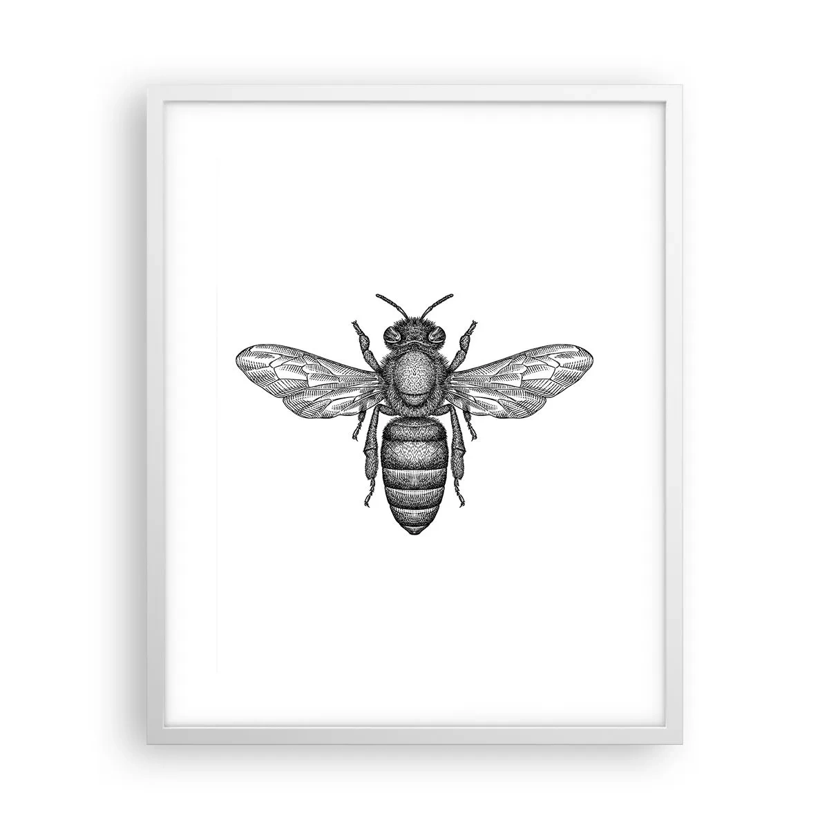 Poster in white frmae - Insect Portrait - 40x50 cm