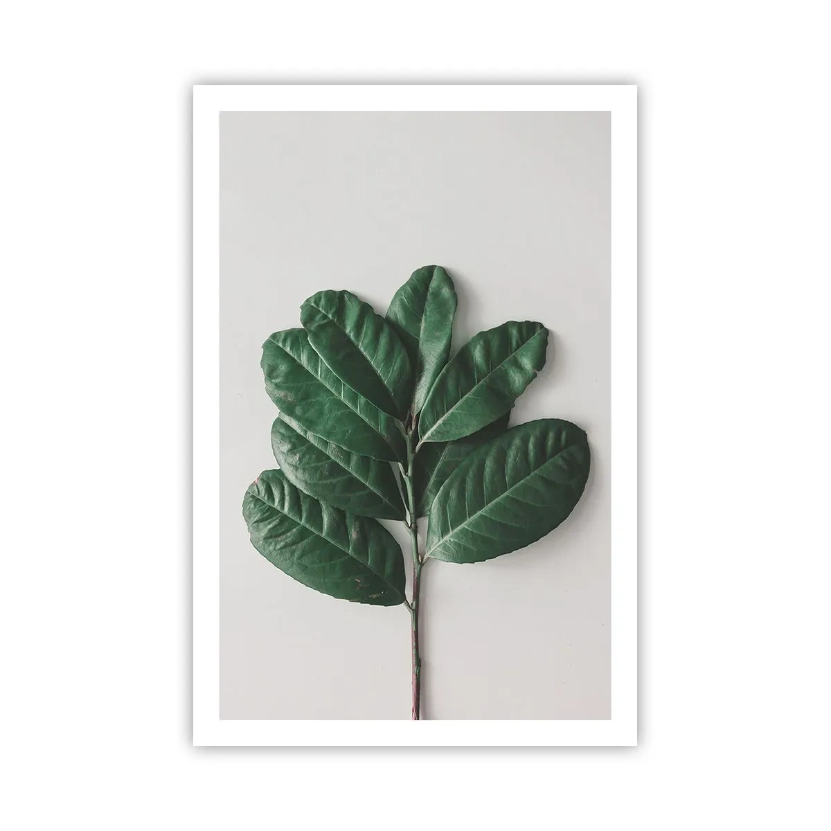 Poster - Drawing of Nature Itself - 61x91 cm