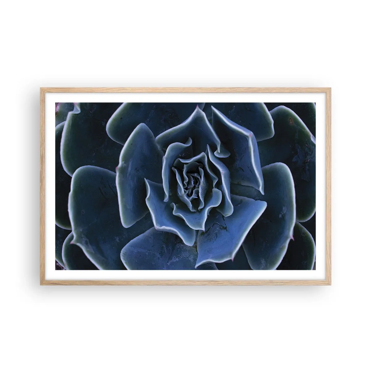 Poster in light oak frame - Flower of the Desert - 91x61 cm