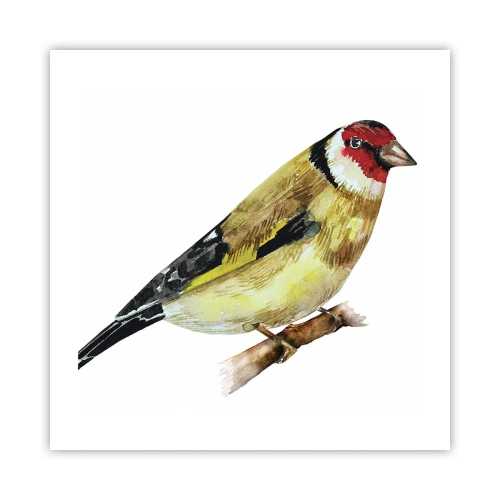 Poster - Bird Portrait - 50x50 cm